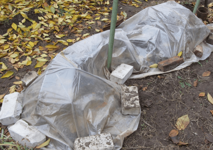 Vynuogių uždengimas folija