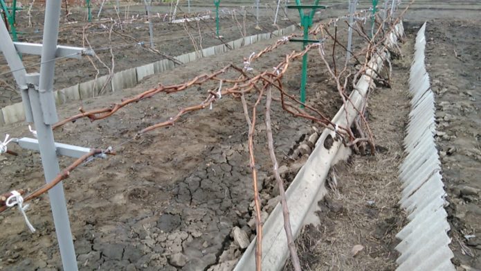 vine on a trellis