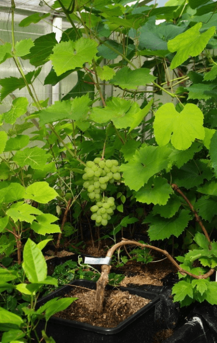 Uvas em um recipiente