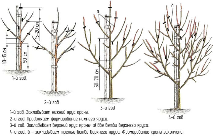 Körte metszés évenként