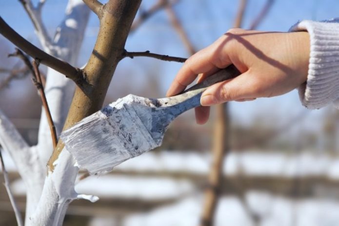 Malle de poire blanchissante