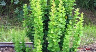 Berberis Thunberg Erecta