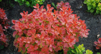 Barberry Thunberg Admiration