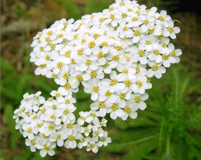 Yarrow: hyödylliset ominaisuudet, vasta-aiheet, lääkemääräykset