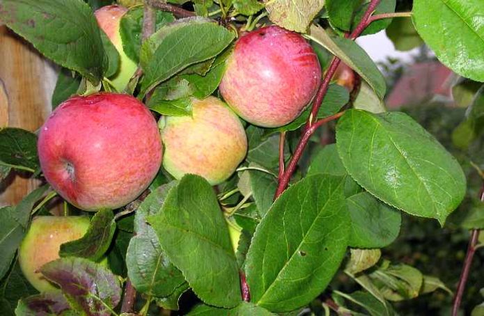 Feuilles de pomme Melba