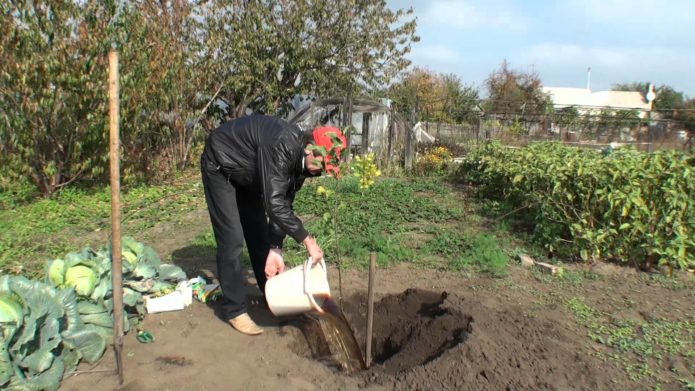 Gjødsel for å plante et epletre