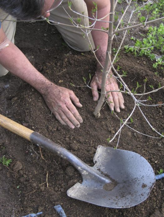 Verdichting van de grond rond de appelboomzaailing