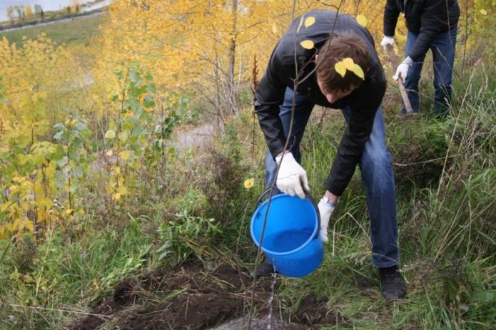 Bevattna äppelträdplantan