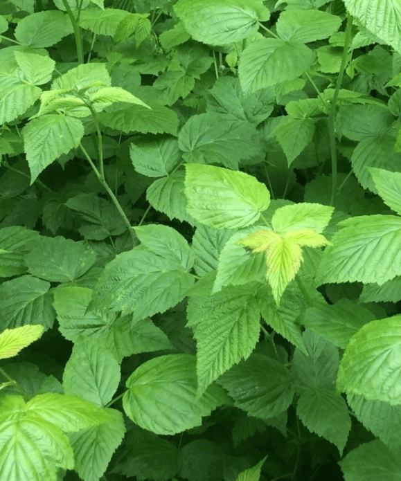 Manifestation of a lack of nitrogen on raspberries