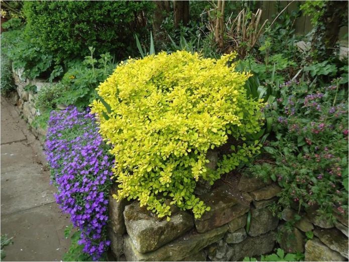 Berberis Aurea