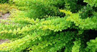 Covor verde Barberry Thunberg