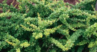 Ornament verde Barberry Thunberg