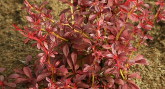 Berberis Thunberg Orange Dream