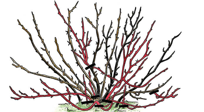 Scheme of thinning a gooseberry bush before transplanting