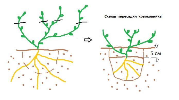 Schéma transplantace keře angreštu