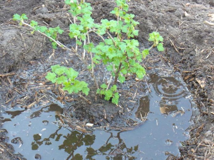 Stachelbeeren gießen