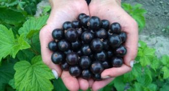 Variedad de grosella negra Ojebin