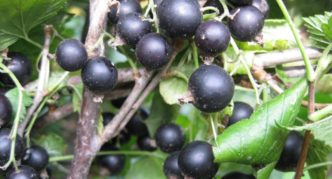 Variété de cassis Ajouré