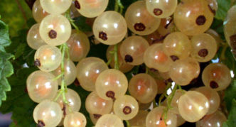 Variedad de grosella blanca Versailles blanco