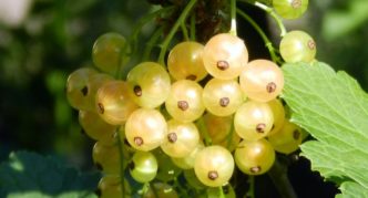 Pelbagai currant putih Tupai putih