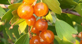 Variedad de grosella dorada Siberian sun