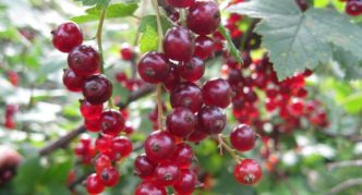 Variété de cassis de Bourgogne Nadezhda