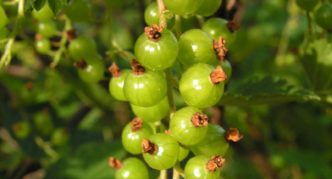 Pelbagai currant hijau Jerebu hijau