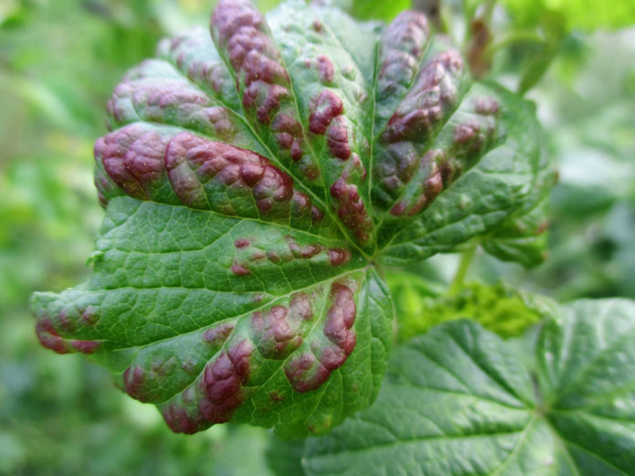 Anthracnose pada currant