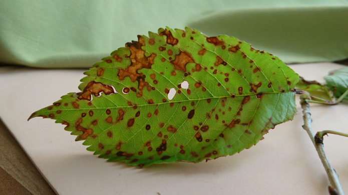 Foglia di ciliegio colpita da clasterosporium