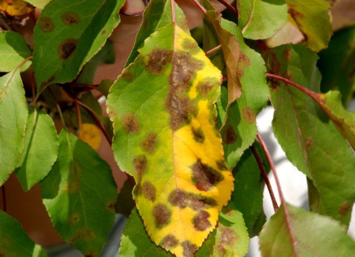 Tavelure sur les feuilles de cerisier