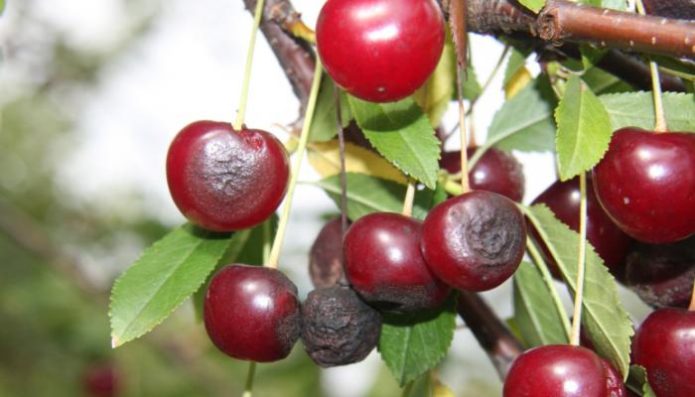 Anthracnose sur cerise