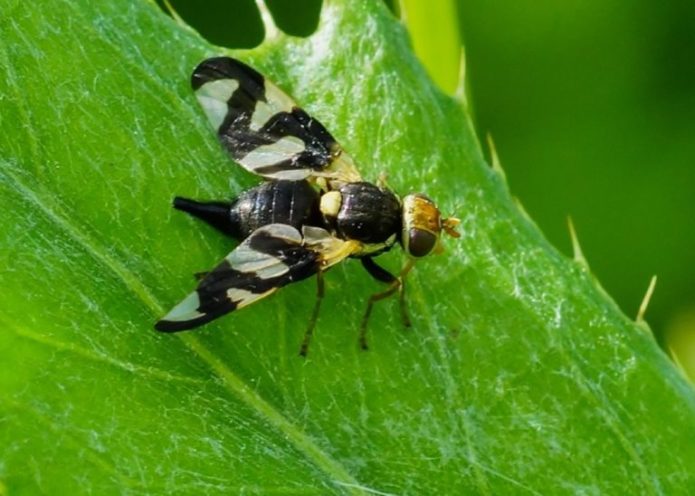 Mosca cereja