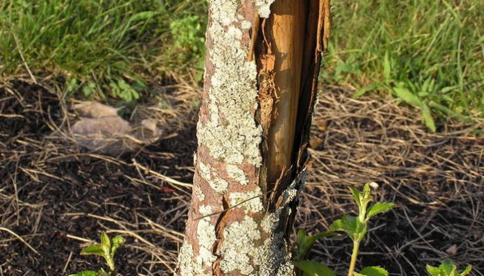 Rodent-Eaten Bark