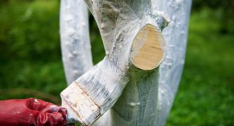 Blanchiment des cerises staola et des branches squelettiques