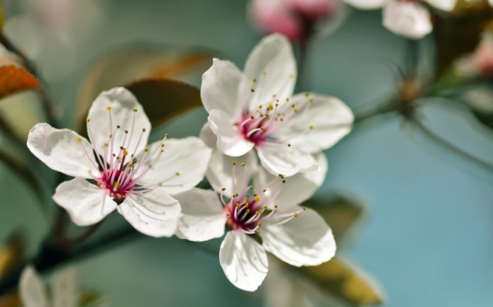 fleurs de cerisier