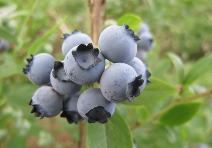 Bayas de arándano