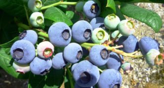 Pañuelo de arándanos