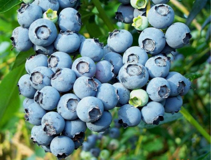 Blueberry ποικιλίες βακκινίων Bluecrop