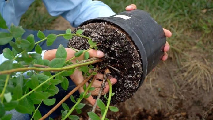 Mudas de mirtilo com torrão de terra