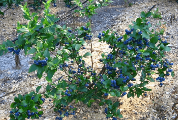 Blueberry θάμνος Bluecrop