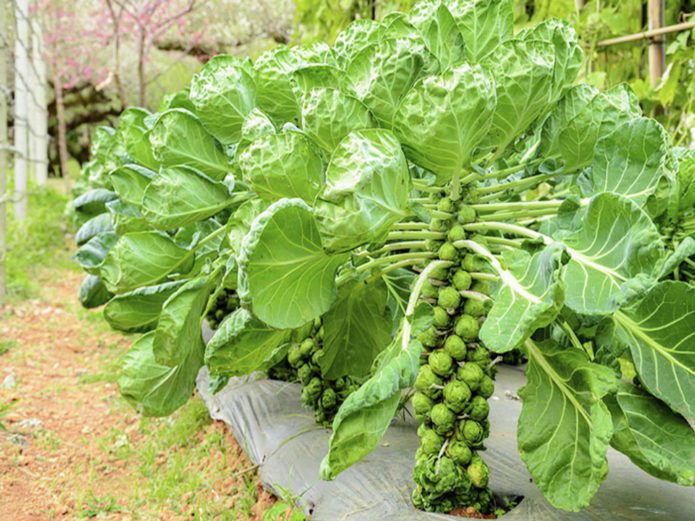 Brussels sprouts variety Perfection