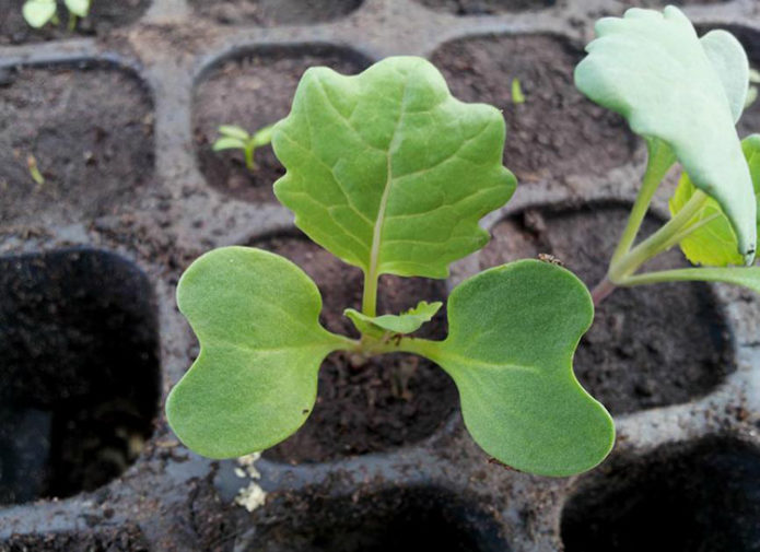 Seedling Brussels sprouts