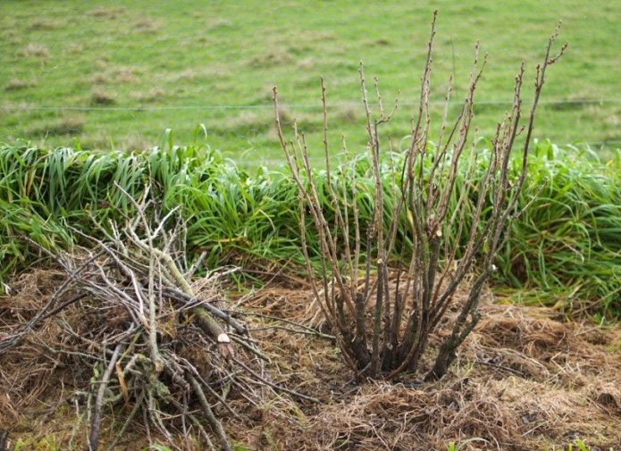 Pruning isang bush