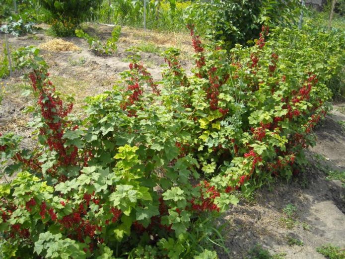 Rote Johannisbeersträucher