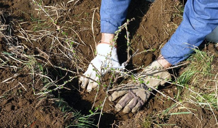 Plantning af stikkelsbær