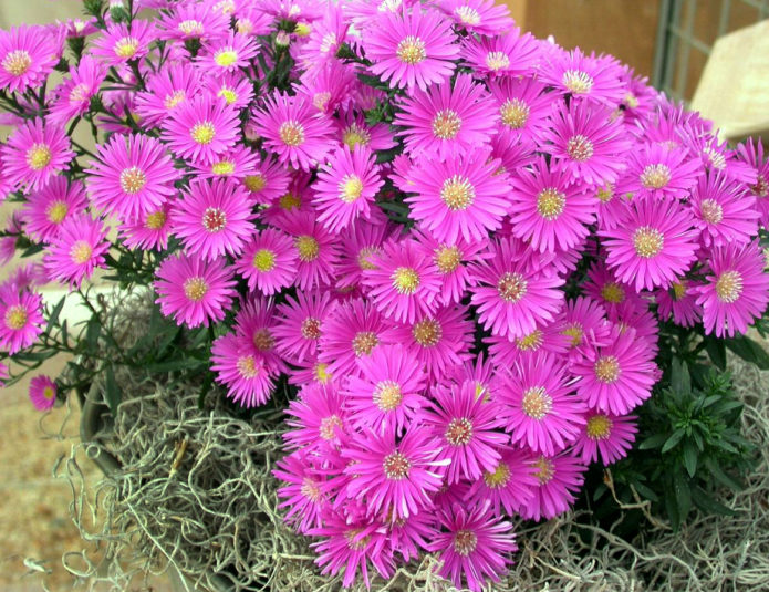 Aster perenne