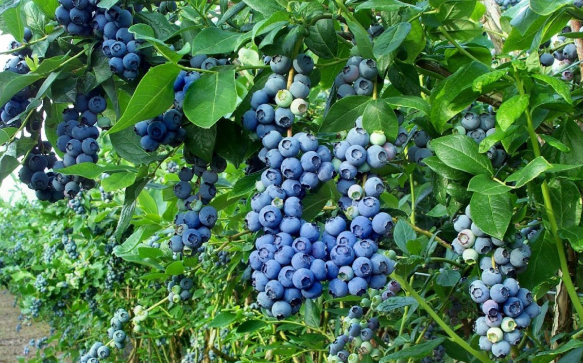 garden blueberry