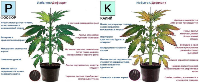 Les conseqüències de l'excés i la manca de fòsfor i potassi en les plantes