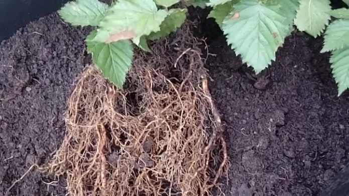 Blackberry rhizom