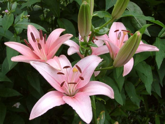 Flores de lírio rosa